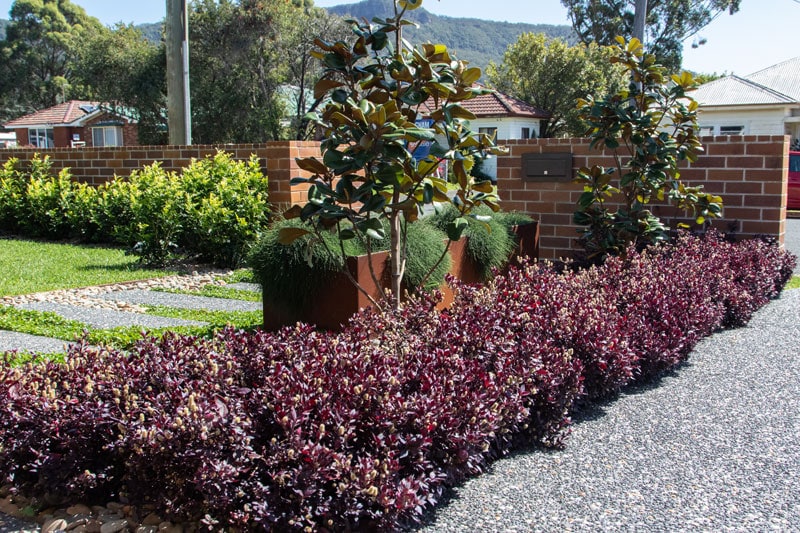 Residential-landscaping-wollongong Lush planting in new front garden landscape