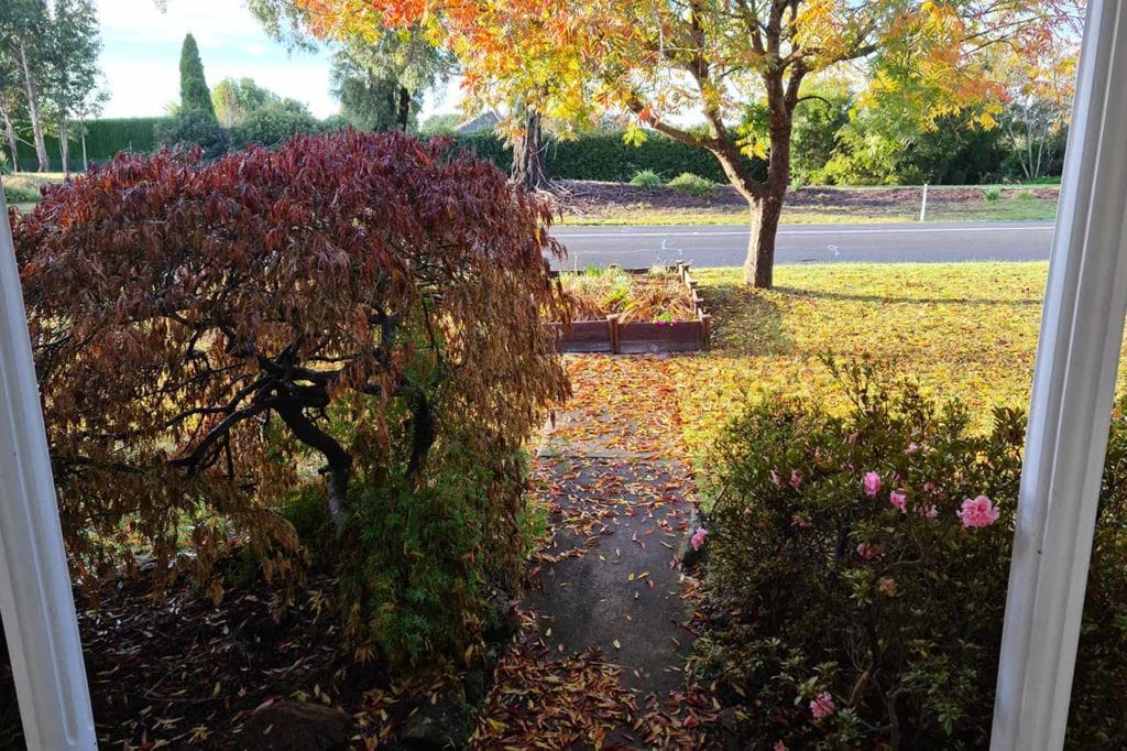 Overgrown garden before landscape makeover