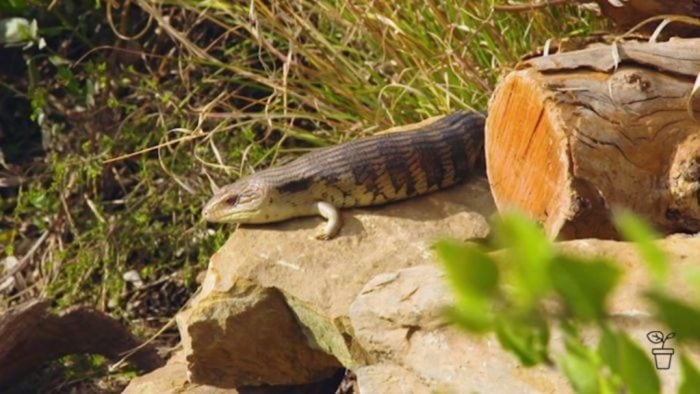 lizard hiding behind log in the sun