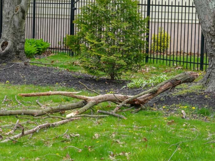 garden branch on ground in backyard