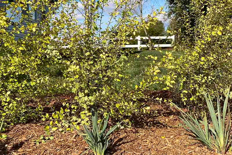 bowral-garden-plant